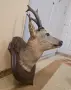 Ловен трофей на сръндак, снимка 7