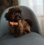 Shih poo /Mini poodle, снимка 3