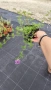 Вербена канадска 'Хоумстед Пърпъл', Verbena canadensis Homestead Purple, снимка 8