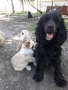 Cocker Spaniel, снимка 6