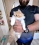 Персийски котета, снимка 2