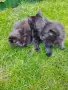 Ангорски котета, снимка 3