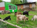 Продавам кози , снимка 10