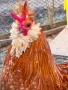 продавам ярки петлета пилета , снимка 2