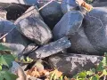 Речни камъни 10 кубика, снимка 4