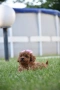 Той пудел Toy poodle, снимка 12