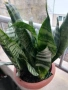 Сансевиера с тигрови шарки 4 корена голяма -става висока 40-50 смм, снимка 2