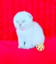 Шотландско мъжко Скоттиш Фолд. , снимка 3