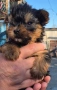Йоркширски териер , снимка 2