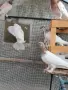 унгарски високолетачи бързаци, снимка 5