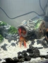 Бебета рачета Procambarus Alleni, снимка 9