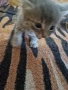 Подарявам котенца, снимка 6
