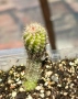 Кактус Chamaecereus Hybrid оранжев , снимка 9