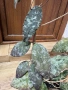 Hoya Хоя Caudata Green Borneo , снимка 2
