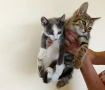Подарявам две малки котенца - Мелиса и Щефи, снимка 6