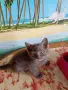 Подарявам малки котенца на 2 месеца , снимка 6