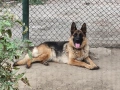 Търся немска овчарка , снимка 2