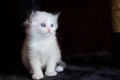 Чистокръвни котенца РАГДОЛ търсят своите любящи семейства!, снимка 1