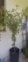 Фикус Бенджамин Microcarpa, височина 150 см, снимка 12