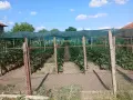 Продавам корнишони , снимка 4