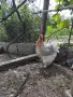 продавам кокошка и петел , снимка 4