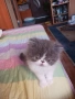 Продавам персийски женски котета, снимка 10