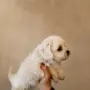 Малтийски болонки!!, снимка 5