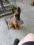 малиноа на 3 месеца, снимка 1