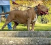 Американско Були Хл American bully Xl ABKC , снимка 3