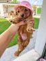 Poodle toy/Пудел той, снимка 1