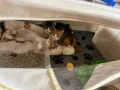 Подаряват се котенца, майка хималайка, снимка 2