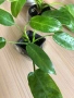 Philodendron Jose Buono , снимка 2
