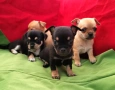 мини чихуахуа мъжки и женски , снимка 4