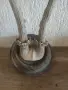 Еленови рога стари, снимка 6