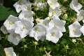 Campanula carpatica white (Бяла кампанула Карпатика), снимка 2