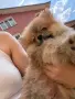 Померани на 2 месеца, снимка 9