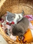 Британска котка , снимка 5