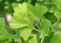 Ginkgo biloba (Гинко билоба), снимка 2