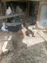 шуменски гълъби , снимка 2