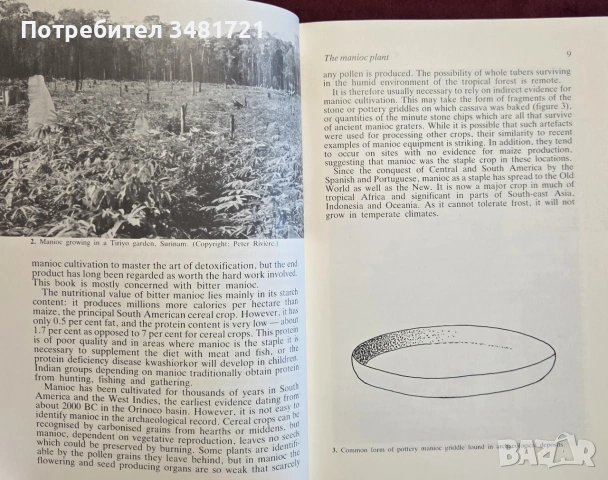 Касава и чика - хлябът и бирата на индианците по Амазонка / Casava and Chica, снимка 5 - Кулинария - 55065032
