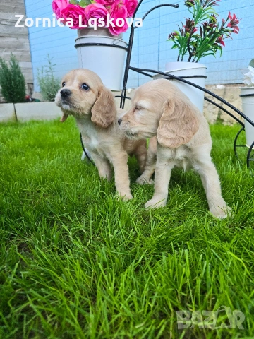 чистокръвни Кокер Шпаньоли, снимка 2 - Кокер шпаньол - 53969955