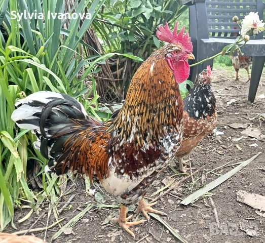 оплодени яйца от шведска цветна кокошка за люпене swedish flower hen, снимка 8 - Кокошки и пуйки - 55039175