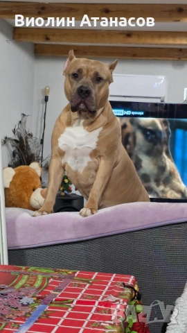 Продават се кученца Питбул Bluenose, снимка 14 - Питбул - 54348441