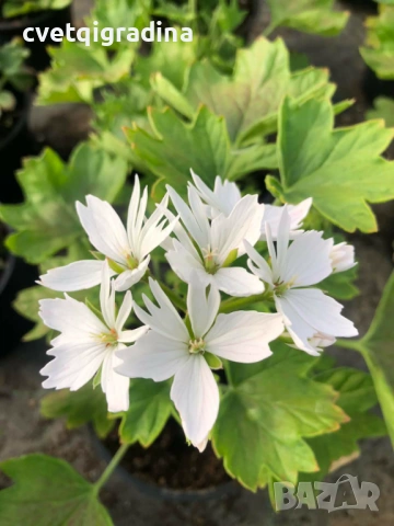Pelargonium ‘Stellar White’ (Моловка Stellar White – бяла), снимка 2 - Градински цветя и растения - 53974928