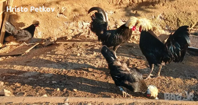 Продавам 2 чифта Холанки 
