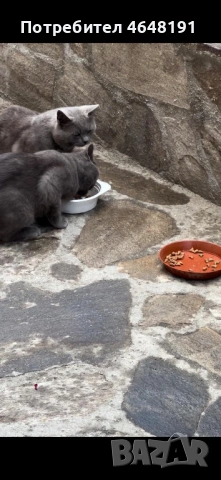 Британски котки, снимка 3 - Британска късокосместа - 54696376