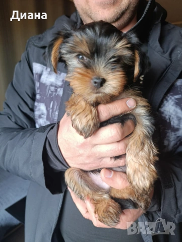 Йоркширски териер мъжко