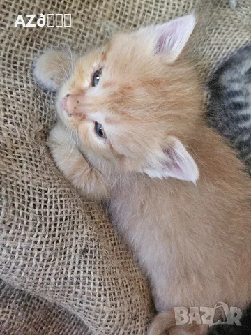 4 малки котенца, снимка 13 - Други - 55335479