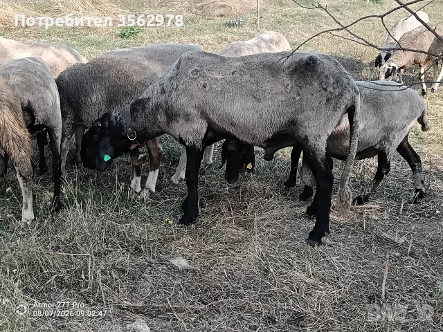 Черноглав Плевенски коч, снимка 2 - Овце - 55587061