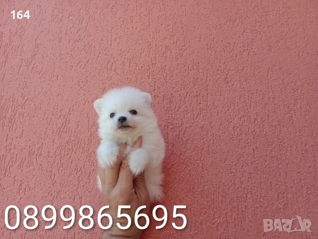 Бели Помернчета. , снимка 4 - Померан - 55080072